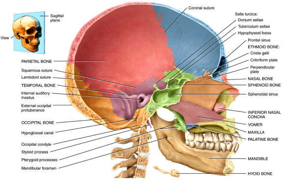 medial_skull1316634663719