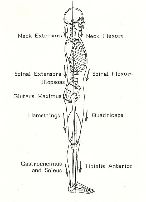 Muscle Function Posture Body Posture: Alignment Is The Key for Health – TMD – Occlusion