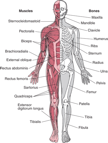 musculoskeletalSystem