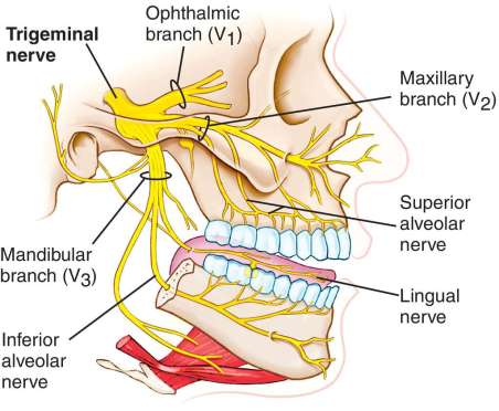 TrigeminalNerve