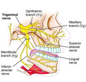 trigeminalNerve